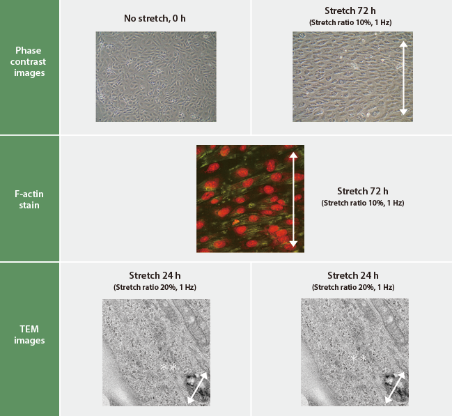 Stretching culture of Human Umbilical Vein Endothelial Cells (HUVEC)